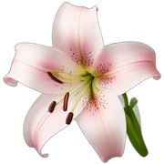 light pink lilium sticker