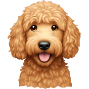 Golden doodle peach sticker
