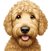 Golden doodle  sticker