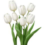 White tulips sticker
