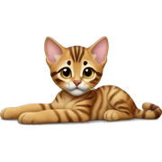 Bengal kitten laying  sticker