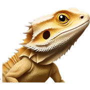 Bearded dragon  sticker