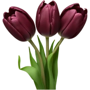 burgundy tulips  sticker