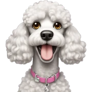 poodle  sticker