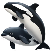 Orca sticker