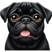Black pug  sticker