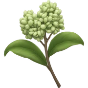 Green Lilac sticker