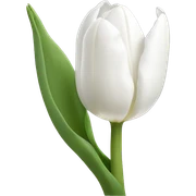 white tulips sticker