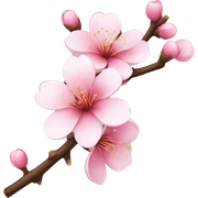 Japanese cherry blossom on branch  sticker