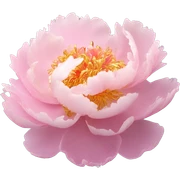 Peony "A lush pastel pink peony with layered, ruffled petals glowing softly, with sparkles and a magical golden light emanating from its center." sticker