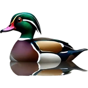 Wood duck sticker