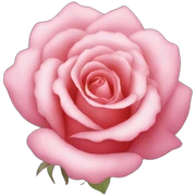 Rose rose  sticker