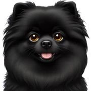 Solid black Pomeranian sticker
