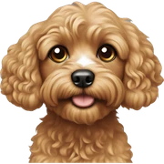Cavapoo sticker