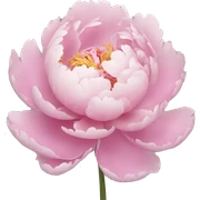 Pastell peony sticker