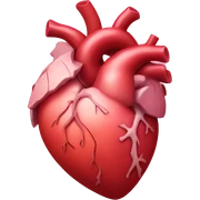Human heart  sticker