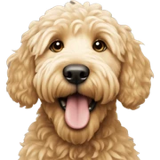 golden doodle  sticker