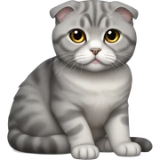 Gray Scottish fold laying  sticker