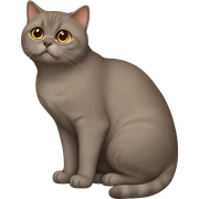 brown british shorthair cat sticker