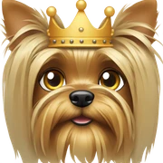 Old Yorkshire terrier with crown sticker