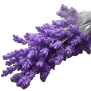 Lavender sticker