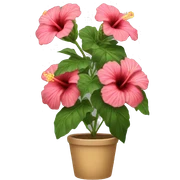 hibiscus  sticker