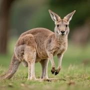 Kangaroo sticker