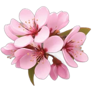 Cherry Blossom sticker