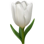 White tulipa sticker