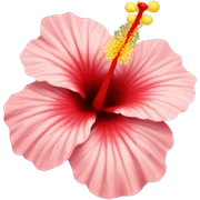Cute hibiscus sticker