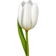 White tulip sticker