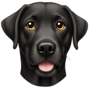 Labrador negro sticker