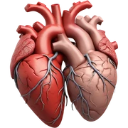 Two anatomical hearts attached together  sticker