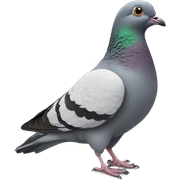 Pigeon sticker