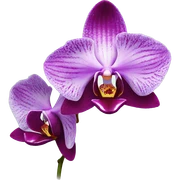 Orchid  sticker