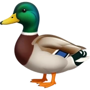 Duck sticker