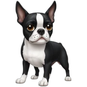 Boston terrier sticker