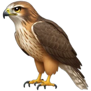 Hawk sticker