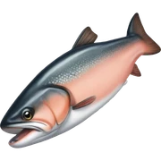 salmon sticker
