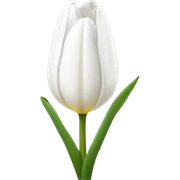 White tulip sticker