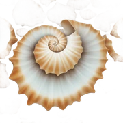 Seashell sticker