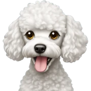 White toy poodle sticker