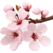 Cherry blossom sticker