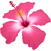 Pink hibiscus flower sticker