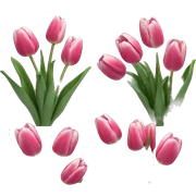 flowers tulp  sticker
