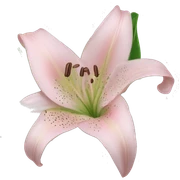 light pink lilium sticker