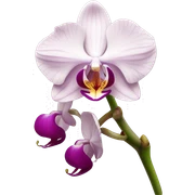 Orchid sticker