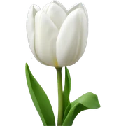 White tulips sticker