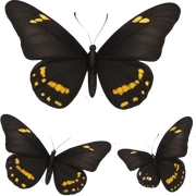 black butterfly sticker