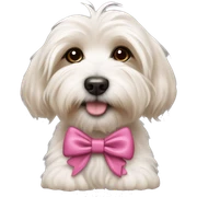 Havanese puppy in bow  sticker